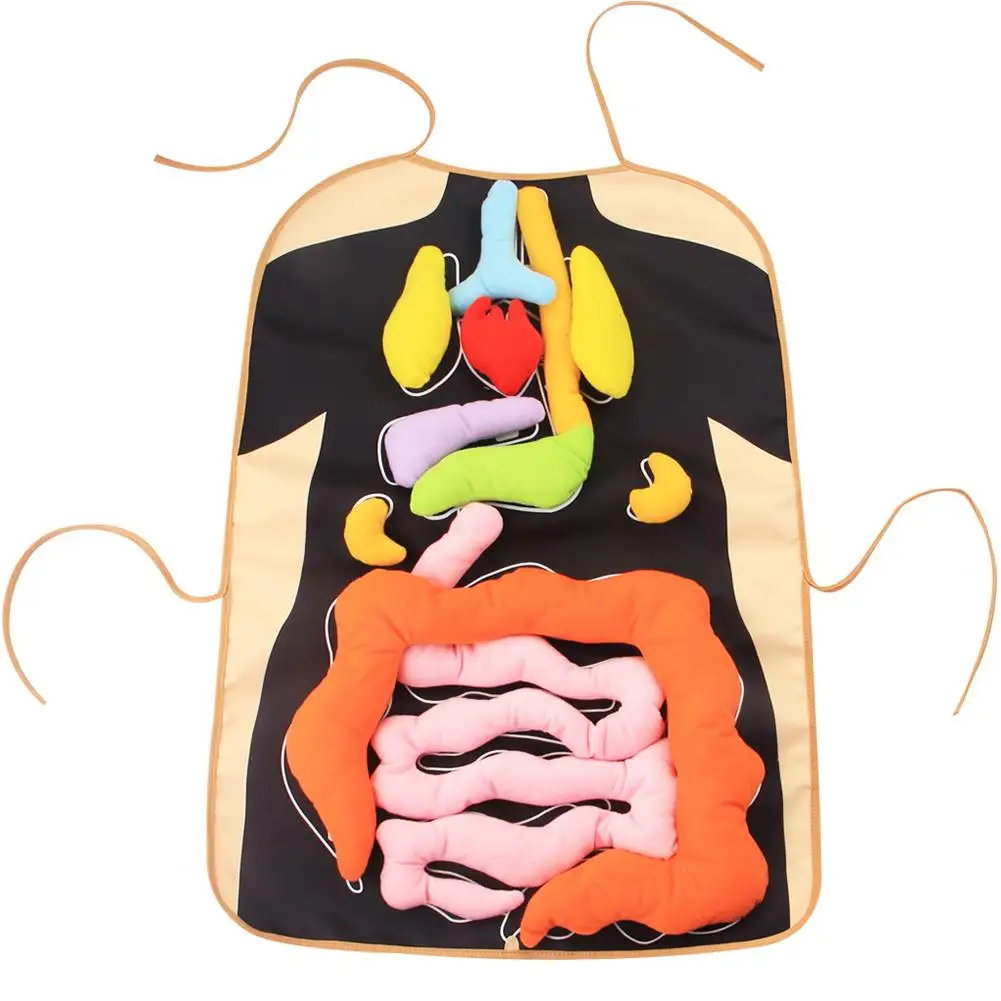 

3D Human Body Organ Toy With Apron Viscera Teaching Utensil Body Organs Awareness Aids Early Educational Toy For Children Kids