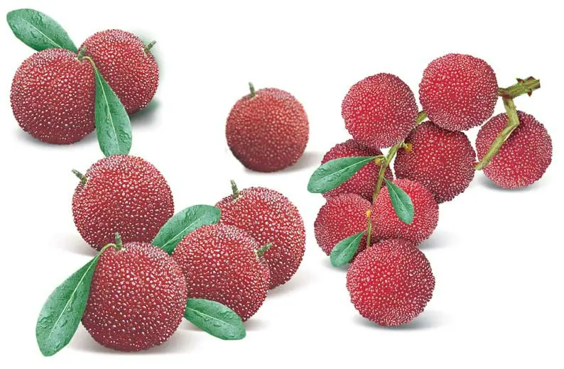 5 Myrica Rubra Yangmei Purple-red Fruit Japanese Red Bayberry,yumberry,waxberry,chinese Strawberry Tree Seed Free Shipping - Bonsai - AliExpress