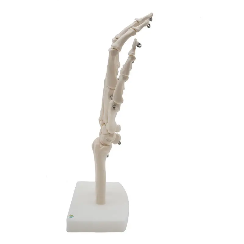 Ручной шарнир модель анатомический Скелет Череп медицинская наука Анатомия жизни подвижные шарнирные манекен пальцев украшения игрушки