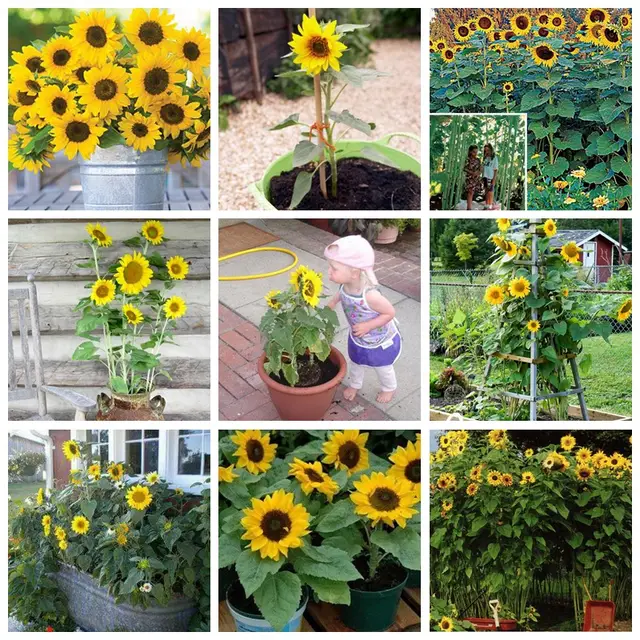 80+ Gambar Bunga Matahari Dari Biji Bijian Paling Cantik 80+ Gambar Bunga Matahari Dari Biji Bijian Paling Cantik