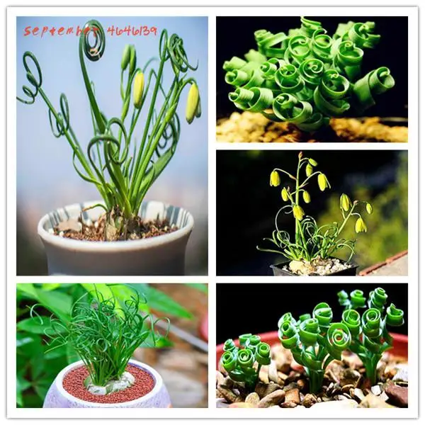 

Big promotio 200 Pcs Spring Grass Plant Succulents Grass DIY bonsai Potted Garden Home Exotic beautiful Plant Spiral bonsai