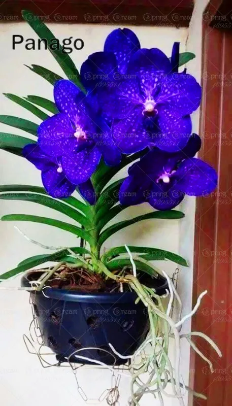 A11