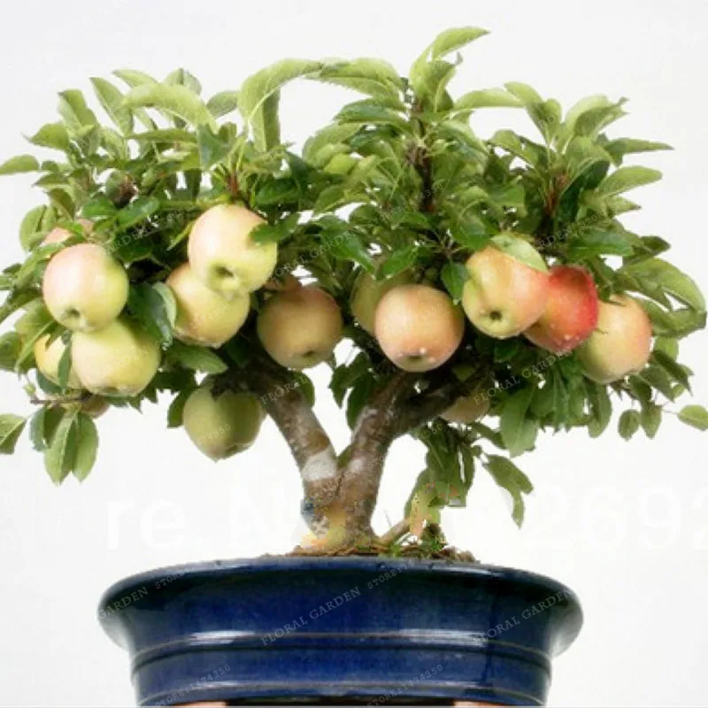 

Promotion! 50pcs Dwarf Red Apple bonsai Tree plant BONSAI series * FRAGRANT, SWEET, CRISP * Gardening plant* Plus gift 49%