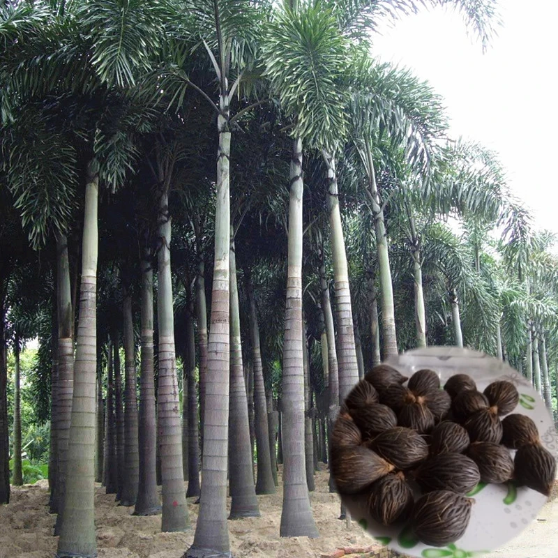 

3PCS 100% Fresh Real Foxtail palm Semillas - Wodyetia bifurcata - Bonsai Courtyard Garden Plant Tree Semillas sementes