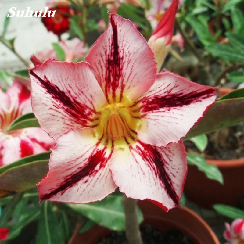 100% True Desert Rose Bonsai Ornamental Plants Balcony Indoor Potted Bloom Flowers Drawf Garden Adenium Obesum -1 Particles/ lot