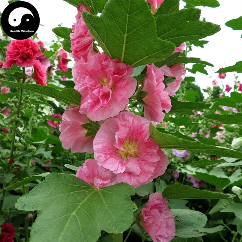 Купить Althaea Rosea Tree assets 60 шт завод Althaea Rosea для Shu Kui Flower