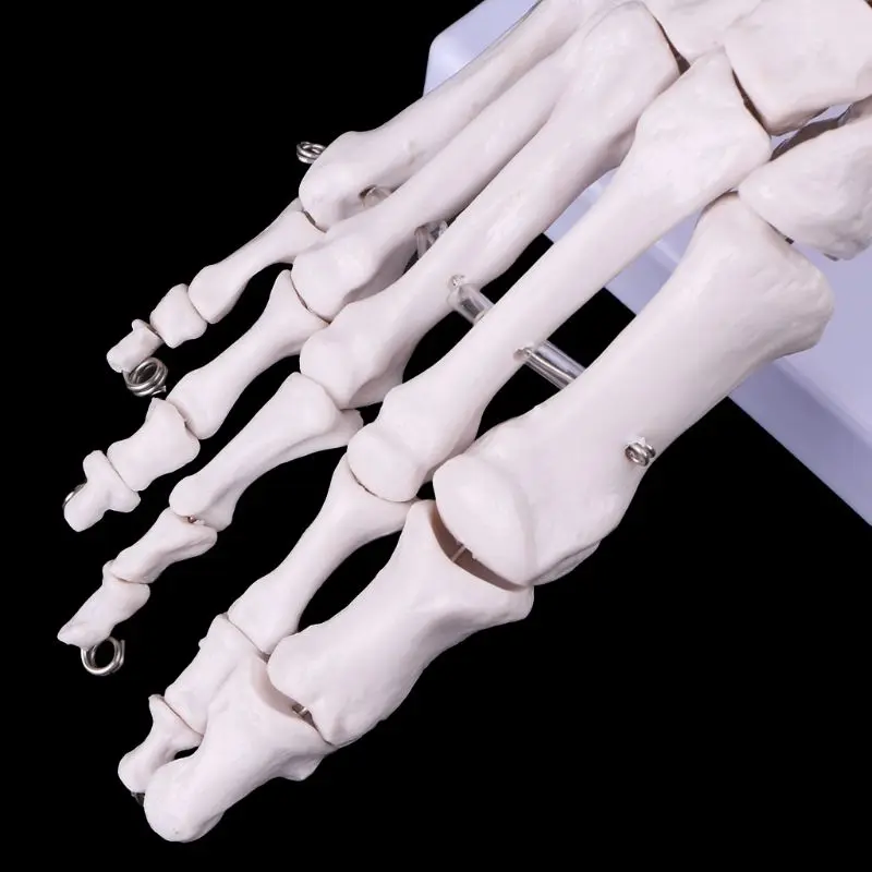 Life size Foot Ankle Joint Anatomical Skeleton Model Medical Display Study Tool Medical Science Stationery for School