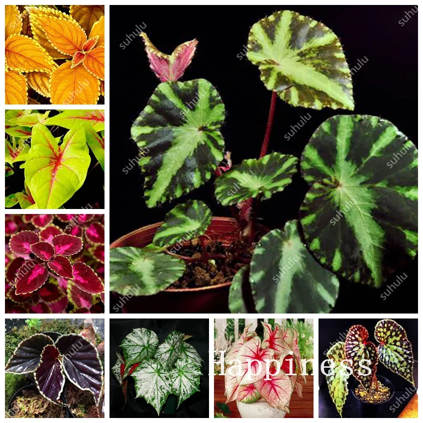 

200 Pcs Rainbow Coleus Plants Rare Coleus Blumei Bonsai Japanese Begonia Flower Plants For Home & Garden Men Gift Semente