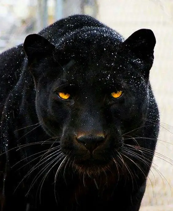 

Diamond Embroidery Black Leopard Stitch 5D Diamond Mosaic Painting Full Square Sale DIY Rhinestones Pattern Paintings