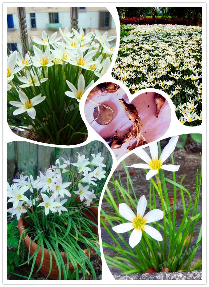 

2 Bulbs True White Zephyranthes Candida Bulbs Bonsai Flower Bulbs Outdoor Plant Natural Growth Bonsai