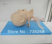 ISO Advanced Child Tracheal Intubation Model,Children Intubation Training Model