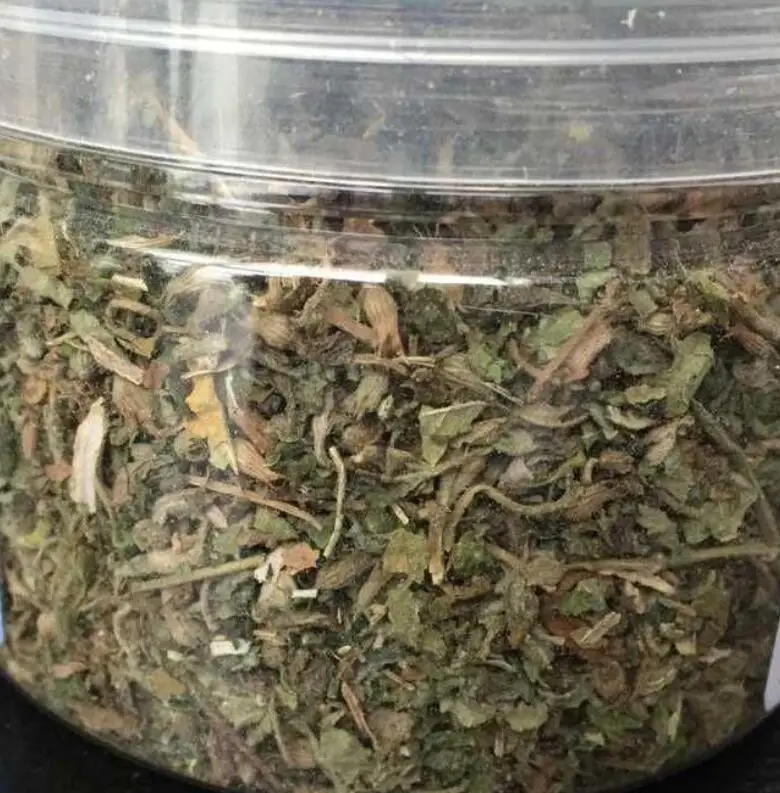 

Catmint Herbal Leaf Food for Cat High Quality Healthy Food Catnip Organic Leaf Mint