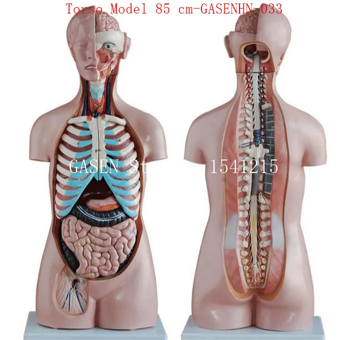 

Visceral anatomy male female Anatomical trunk anatomy model chest abdomen Organ structure medicine Torso Model 85 cm-GASENHN-033