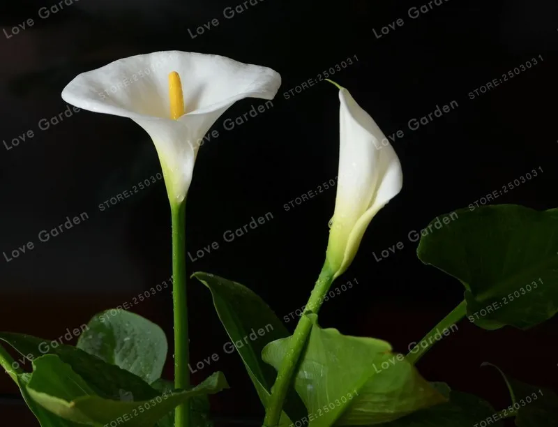 2 лампочки Calla Flower,(Калла Лилия бонсай), настоящие белые лампочки Calla Lily, символизируют любовь, элегантный благородный цветок