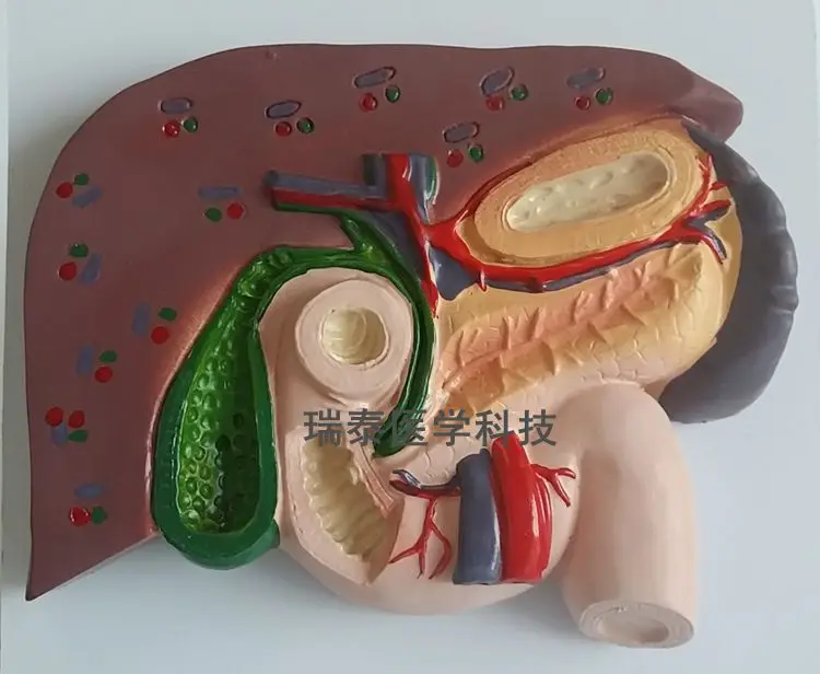 

human model Liver and spleen pancreas model duodenum Medical Science free shipping