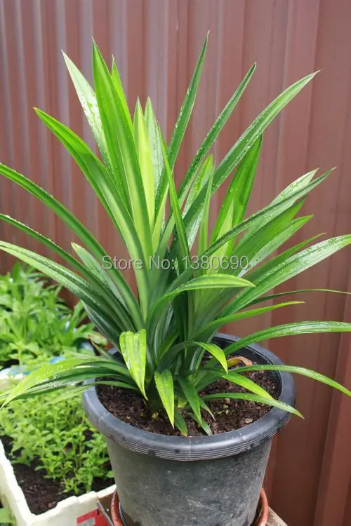 Hot Sale 5 Seeds/Pack Pandan Seeds Potted Annual Flower