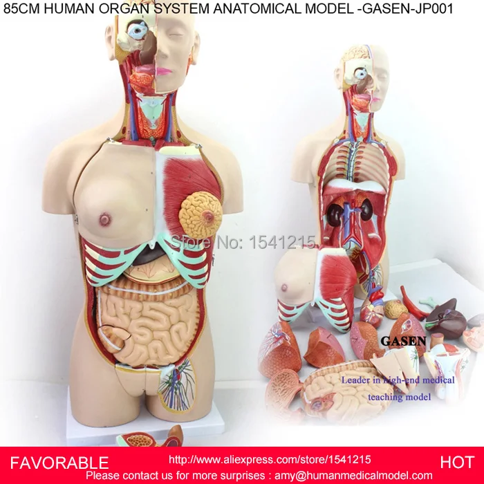 

HUMAN MUSCLE ANATOMY TORSO ORGANS ANATOMICAL TORSO MODEL HUMAN ORGANS HUMAN ORGANS SYSTEM TORSO ANATOMICAL MODEL GASEN-JP001