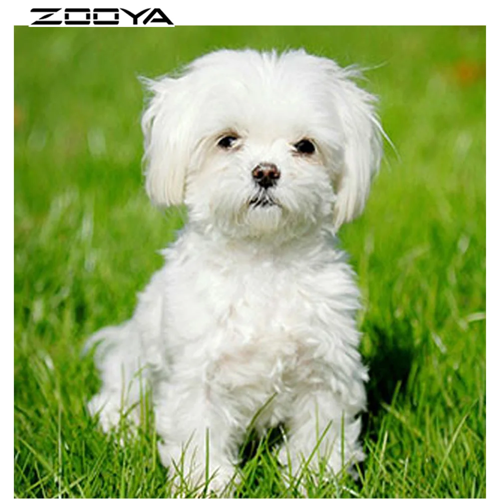 болонка мальтезе. породы собак мальтийская болонка. мальтийская болонка. собачка мальтийская болонка. мальтийская болонка породы.