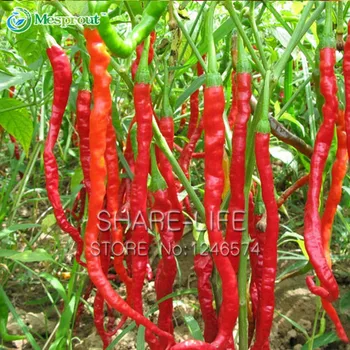 

Red Hot Chili Pepper Bonsai Organic Vegetable Garden Courtyard With Potted Plants Vegetable Bonsai Line Pepper 100 PCS