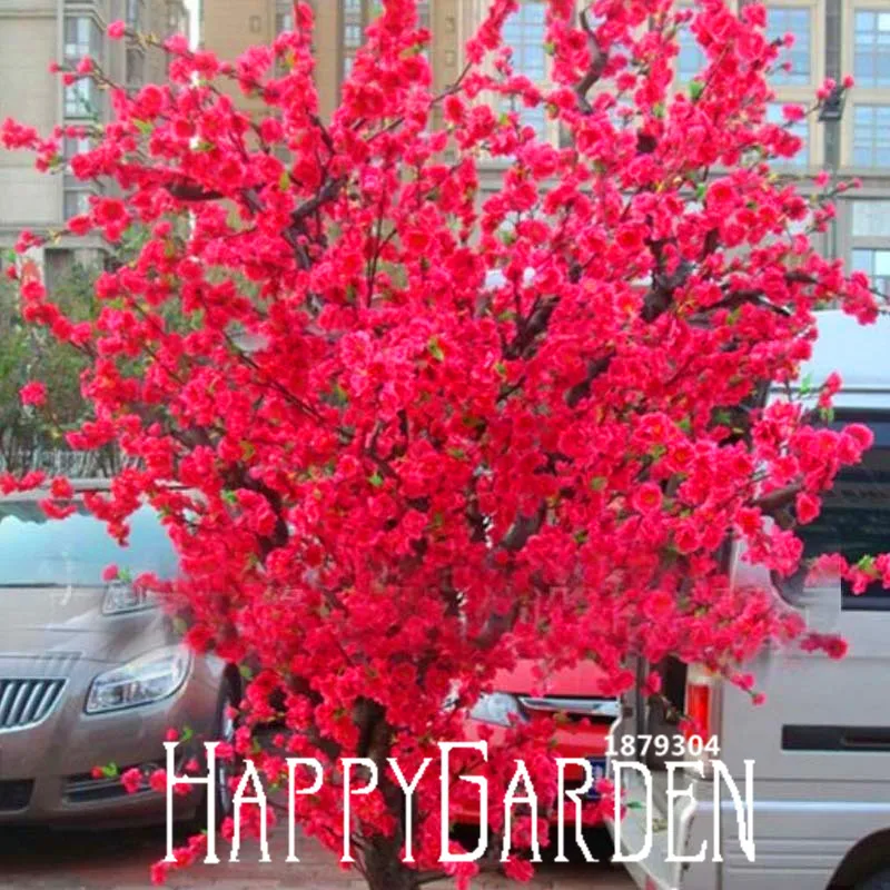 

Sale!10 Pieces/lot Red Japanese cherry blossoms plant Courtyard Garden Bonsai Tree flores Small Sakura Tree plantas Mixed Colors
