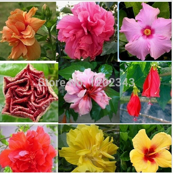 

Free Shipping 100% Genuine 100pcs 10kinds Mix-color HIBISCUS ROSA-SINENSIS - bonsai flower plants