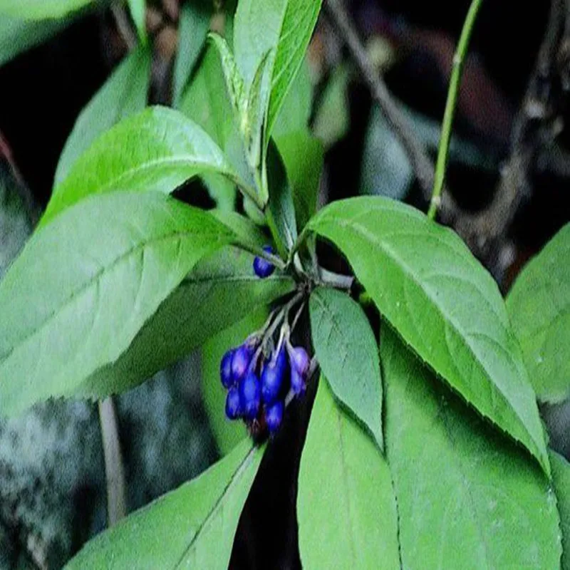 100 1000 г экстракт дихроа фибрифуга 20:1 порошок huang chang shan Saxifragaceae дихроэ для лечения