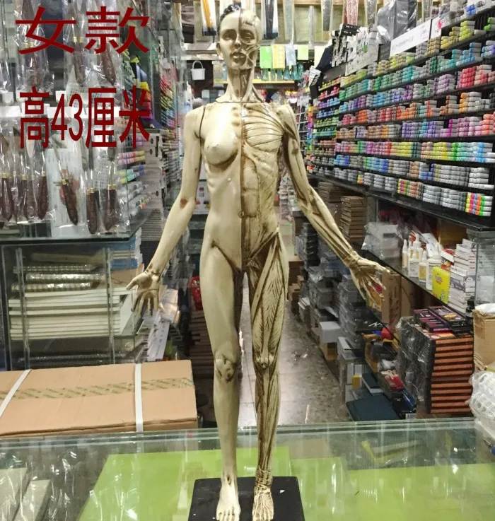 

Free shipping 45cm human musculo skeletal Anatomical sculpture medical reference 3Dmax model CG design painting by copying Arts