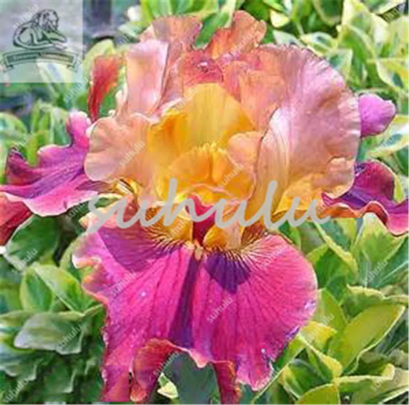 100 Pcs Iris Bonsai, Many Kinds Of Color Iris Potted Iris Orchid Sementes Rare Perennial Flower Bonsai Plants For Home Garden