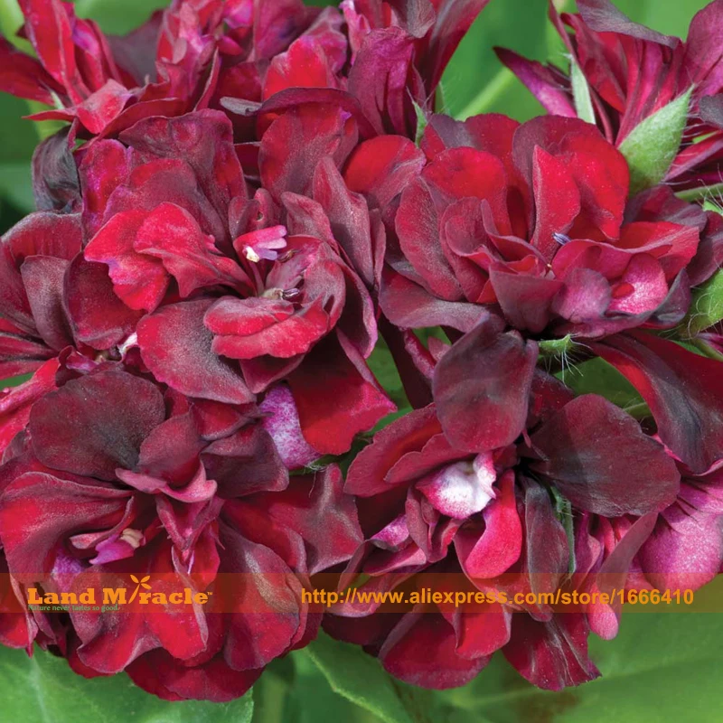 Купить Семена Редкой Пеларгонии