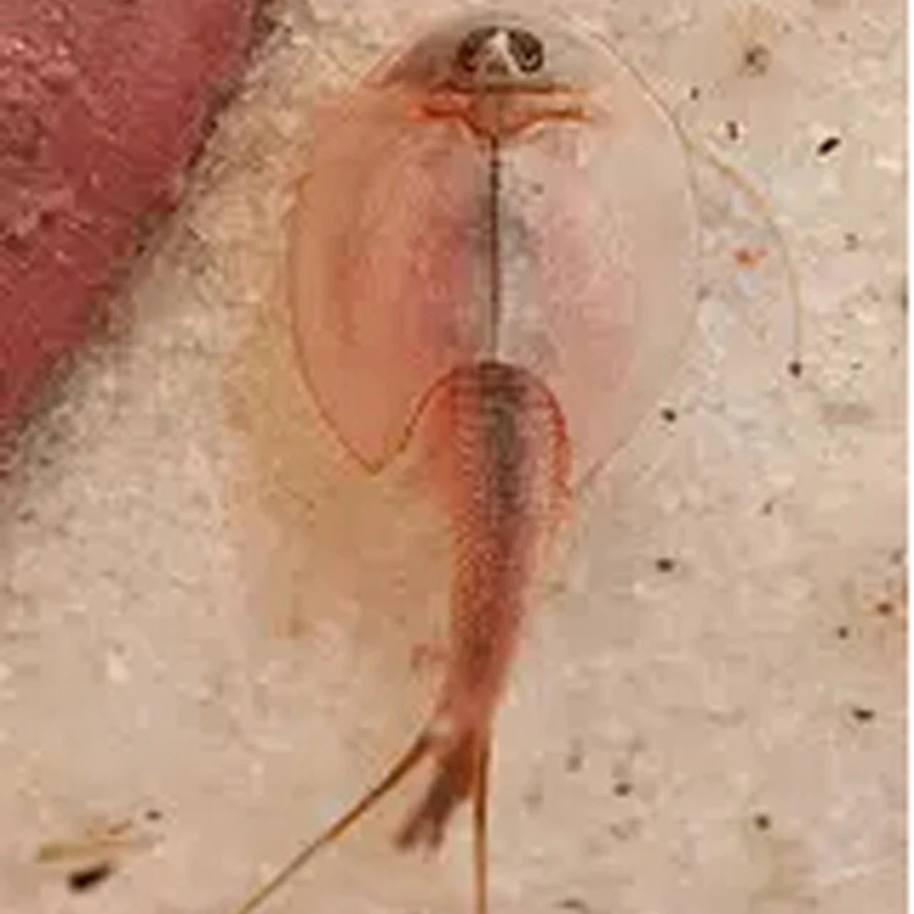 

2019 15mm L Sea Monkey Monkeys Magical Living Animal Fairy Brine Shrimp Growing Live Artemia Salina Hot Christmas Toys Novelties