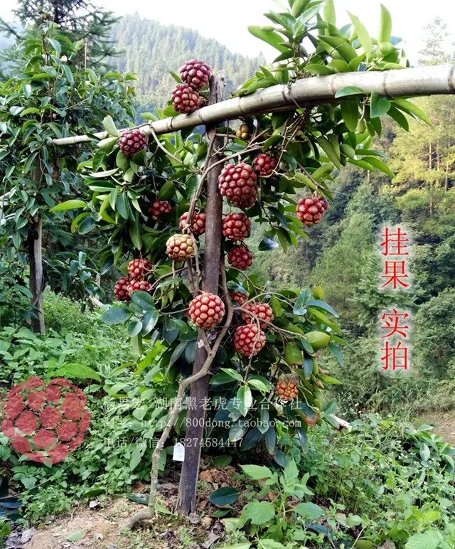 

3PCS 100% fresh Rare Kadsura coccinea Semillas - Fruit Tree Plant sementes (Hei-lao-hu)