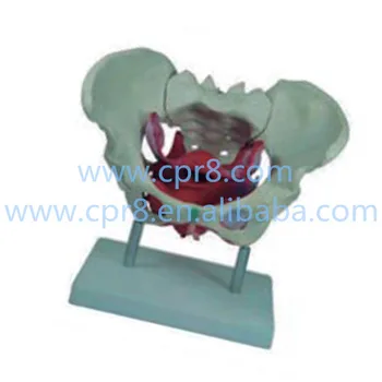 

BIX-A1025 Female Pelvis model, With Pelvic Floor Muscle WBW249