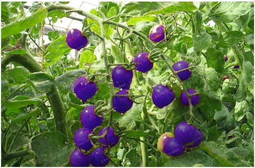 Фиолетовый священный фруктовый томат бонсай 100 шт/упаковка овощей и фруктов для домашнего сада* фермерские растения легко выращивать бонсай