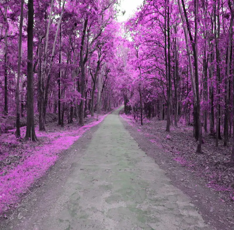 

10x10ft Autumn Fuschia Forest Tree Path Seamless Washable Wrinkle Free One Piece Photo Background Backdrop Polyester Fabric