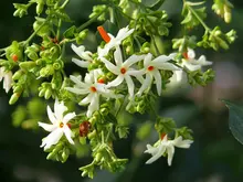 100 СЕМЕНА nyctanthes Arbor-tristis, ночного цветущего жасмина, Arbor tristis, грустно дерево, ночной жасмин, parijat семена