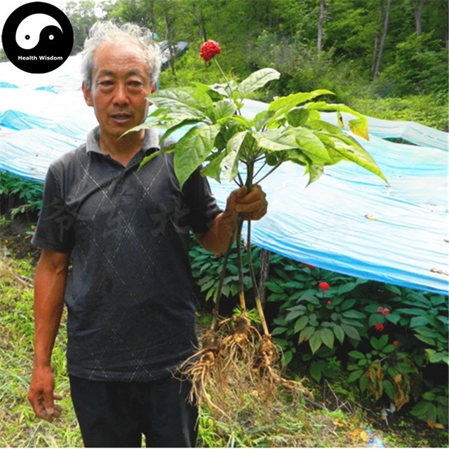 Buy Real Panax Ginseng Semente 100pcs Plant Chinese Tonic Herb White