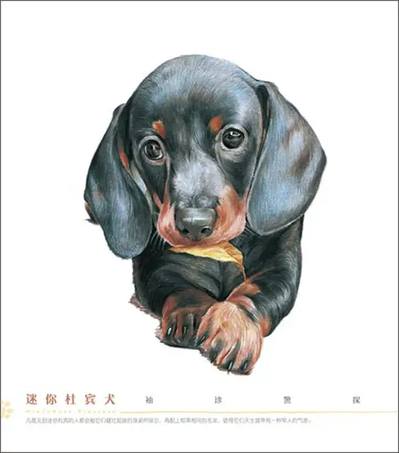 1345 15 De Réductionchinois Couleur Crayon Dessin Livres Pour Adulte Chien Animal Peinture Tutoriel Livre Peint à La Main Animal Pet Art Manuel In