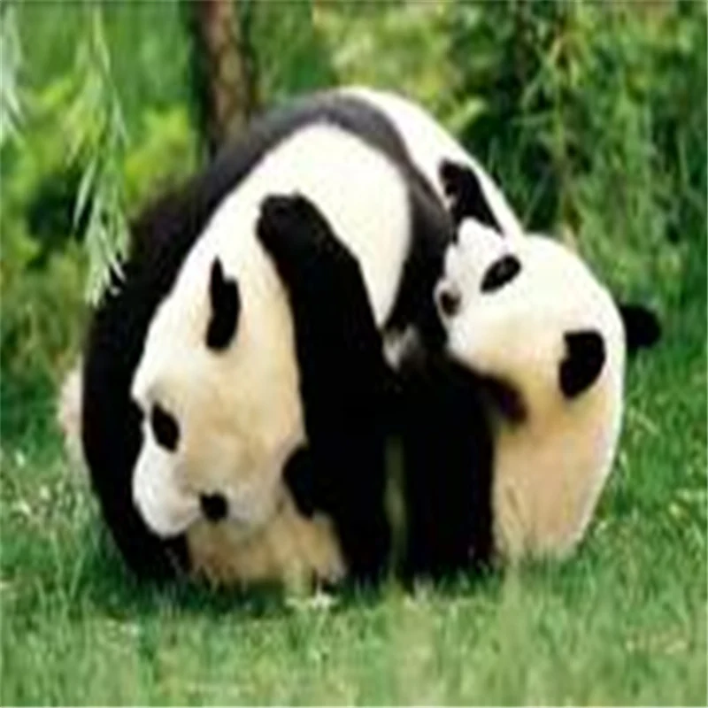 

Panda Animal DIY Crystal 5D full plastic diamond painting embroidery machine glue cross stitch kit art mosaic square rhinestone