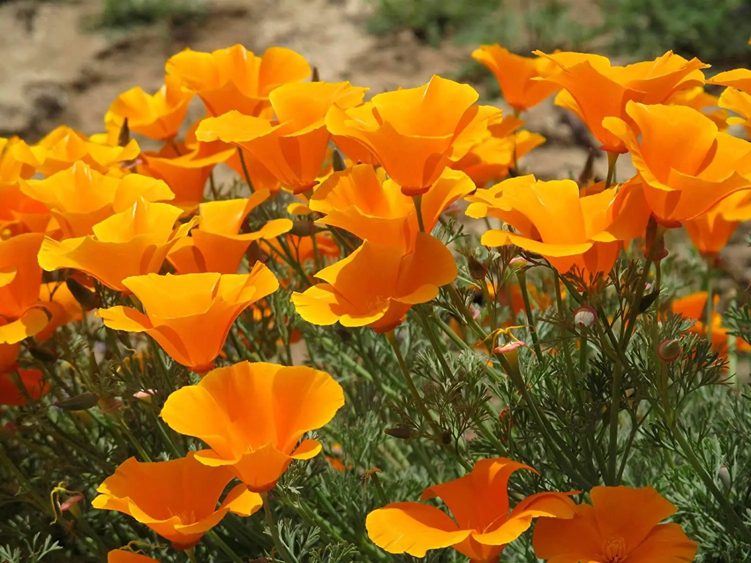 

100pcs California Poppy Bonsai Landscape Flower Plants for Home Garden Planting Orange White 2 Colors to Choose Easy to Grow