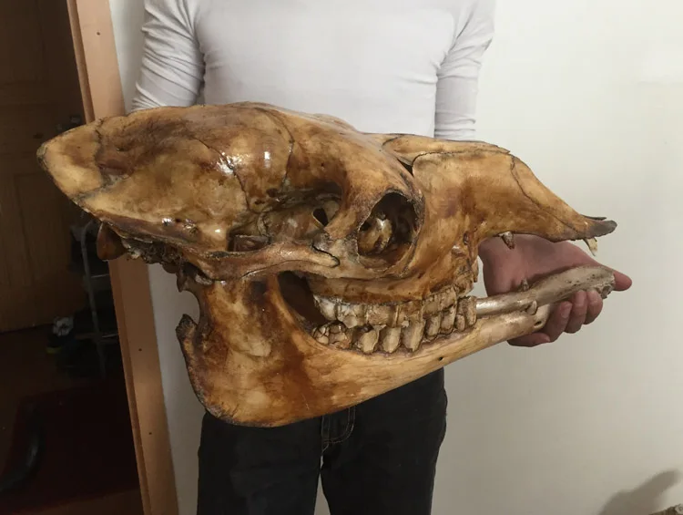

head Arts Crafts Natural camel camel skull specimen pendant Decoration Crafts cow sheep skull really camel head