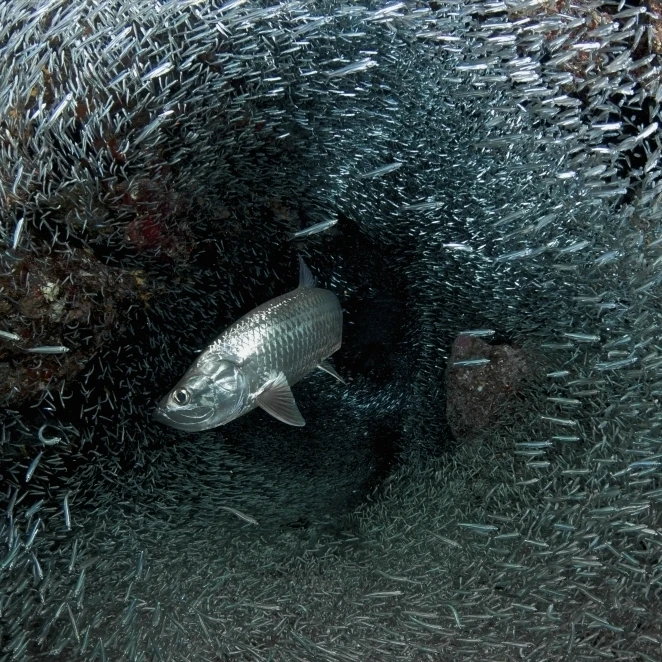 Silversides evading their prey  The Grotto  Grand Cayman Poster Print (34 x 22)