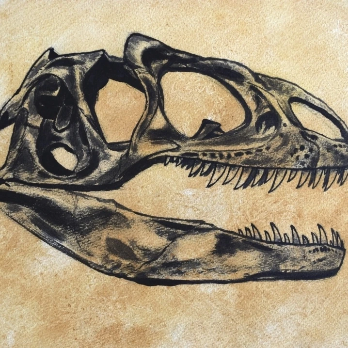 Allosaurus dinosaur skull Poster Print (16 x 12)