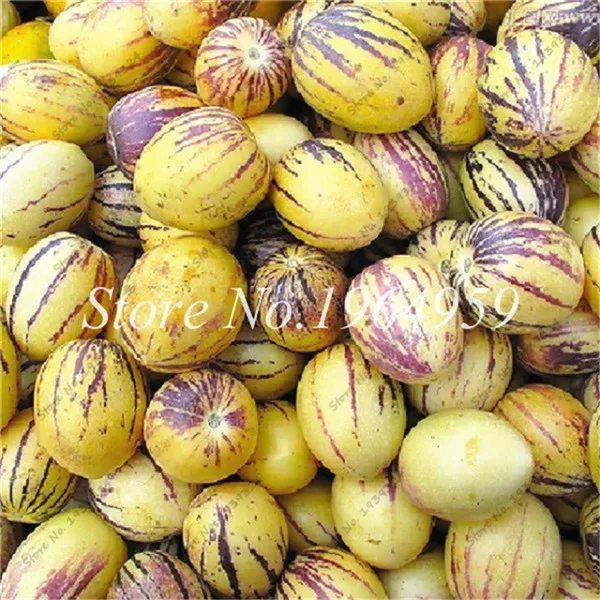 

100 Pcs Ginseng Fruit Garden Bonsai,Potted Plants,Mini Tree Nutrition Is Rich, Beautiful,Bonsai For Courtyard ,Vegetable Melon
