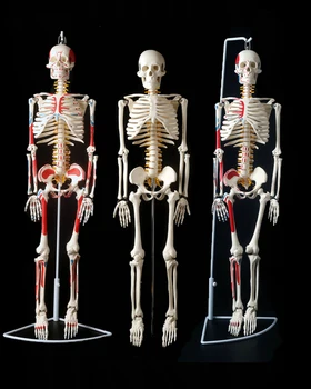 

85cm skeleton model human model with muscle spine nerve system medical teaching educational equipment