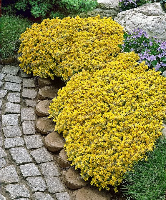 100 Pcs/Bag Creeping Thyme bonsai, Rare Color ROCK CRESS plants - Perennial Ground Cover Flower Natural Growth For Home Garden