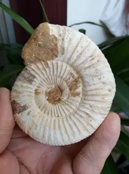 

158.0g New Find NATURAL WHITE AMMONITE FOSSIL SPECIMEN