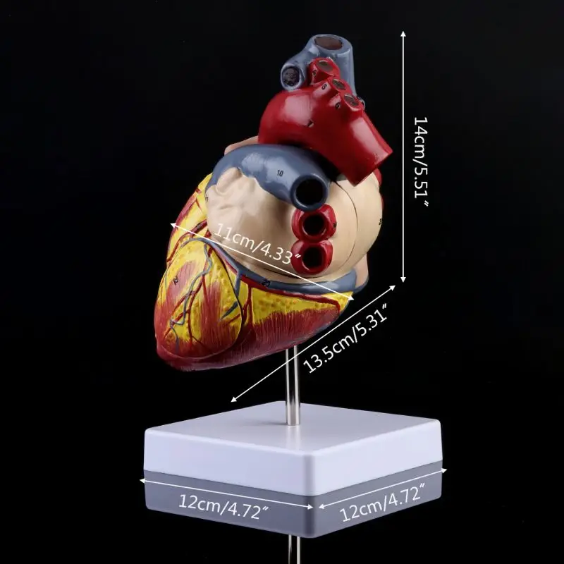 Разобранная анатомическая модель сердца человека анатомия медицинская вязка органов медицинский обучающий инструмент