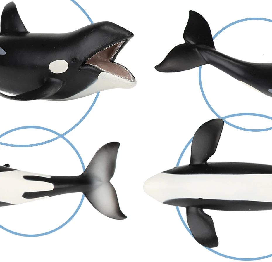 Killer-Whale_07