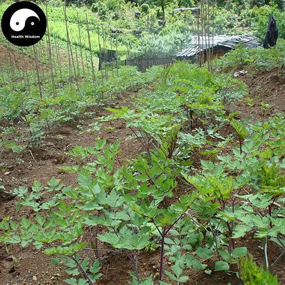 

Buy Real Angelica Sinensis Plant Dong Quai For Herbal Dang Gui