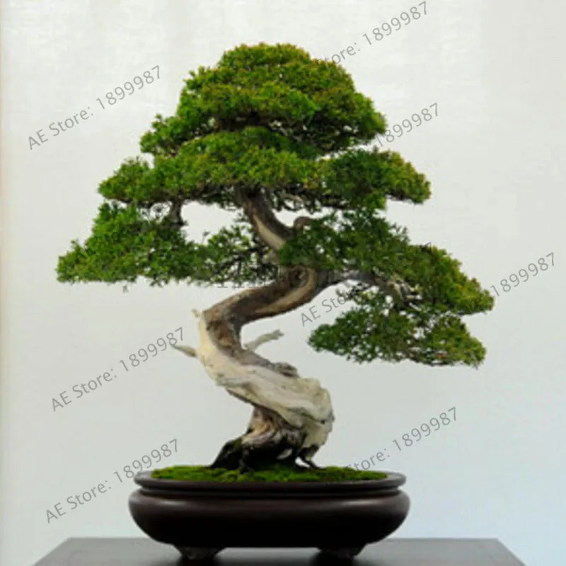 Finest bonsai tree blue archive. Китайское денежное дерево. Майнкрафт bonsai trees. 2. Bonsai trees 2.
